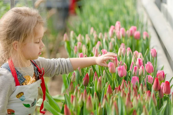 Девочка выбирает тюльпаны в оранжерее . — стоковое фото
