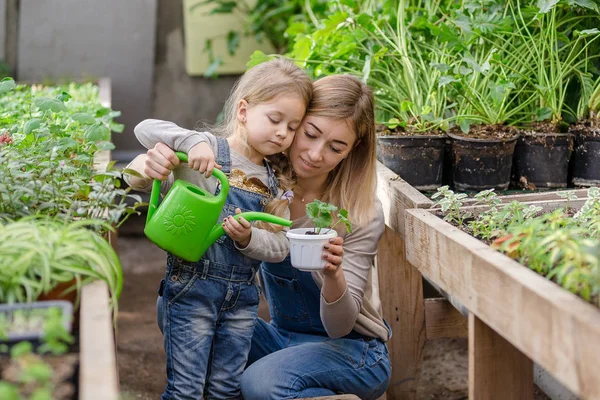 Küçük kızı olan genç bir kadın saksının içine bitki yerleştiriyor..