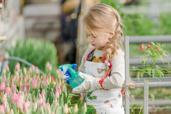 Malá holčička posype vody tulipány ve skleníku. — Stock fotografie
