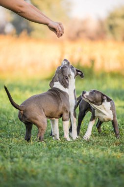 Bir adam girer ve bir bahar sabahı kukla Staffordshire Terrier parkta oynadığı.