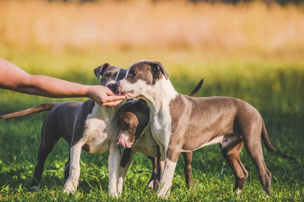 Un hombre camina y juega con cachorros Staffordshire Terrier en el parque en una mañana de primavera . — Foto de Stock