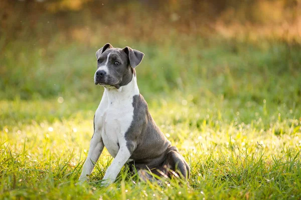 Puppy staffordshire terrier caminha no parque no outono — Fotografia de Stock