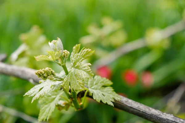 Młode zielone świeże wino rośnie wiosną w winnicy. — Zdjęcie stockowe