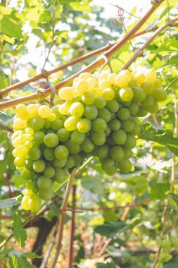 Üzüm bağında yaz aylarında yeşil üzüm olgunlaşma.