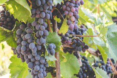 Mavi üzüm bir demet yaz aylarında asma üzerinde olgunlaştırmak.