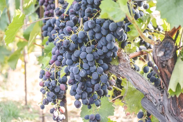 A bunch of blue grapes ripen on the vine in summer. — Stock Photo, Image