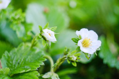 İlkbaharda tarlada çilek açıyor. Taze yeşil yapraklar ve çilek çiçekleri.
