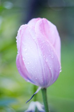 Lale yağmurdan sonra çiçek açtı