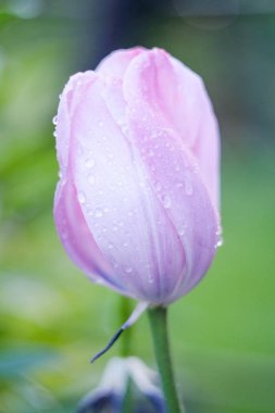 Lale yağmurdan sonra çiçek açtı