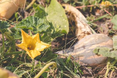 balkabağı alanında yaz aylarında çiçek