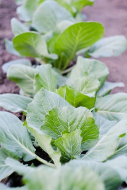 Genç lahana baharda bir yatakta büyür.