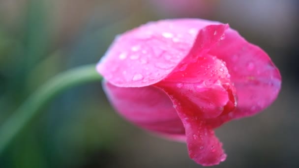 Yağmurdan sonra çiçek açan lale. Lale yaprakları üzerinde yağmur damlaları. — Stok video