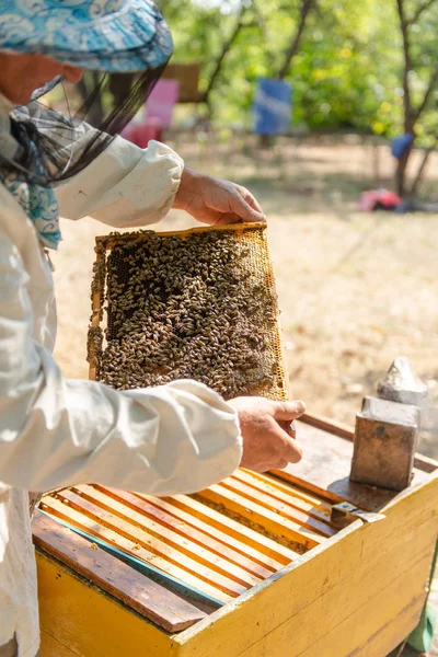 Der Imker kontrolliert den Bienenstock — Stockfoto