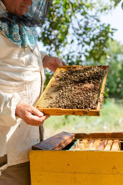 Der Imker kontrolliert den Bienenstock — Stockfoto
