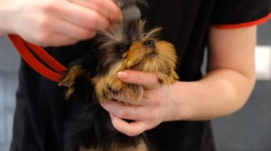 Kuaförde Yorkshire Teriyeri 'nin profesyonel olarak kurutulması. Kuru köpekler..