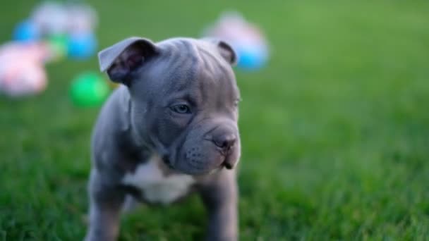 Cuccioli Bulli Americani Camminano Sull Erba Estate — Video Stock