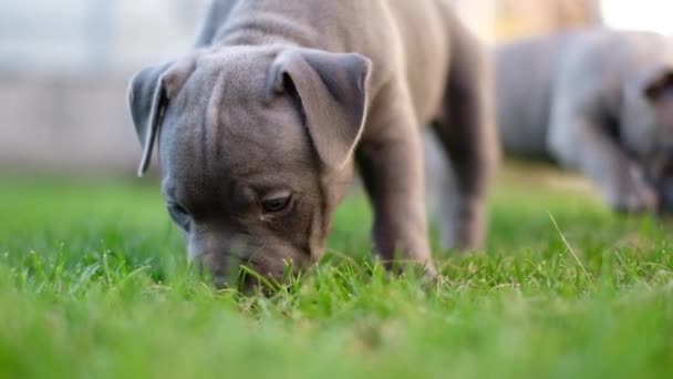 美国的布莉小狗在草地上散步 — 图库视频影像