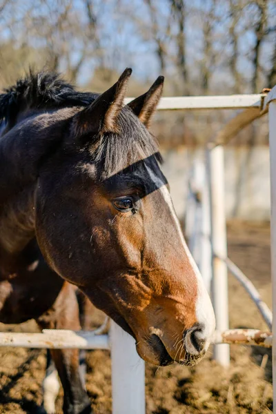 Een Sporthengst Staat Een Kraal Bij Stal — Stockfoto