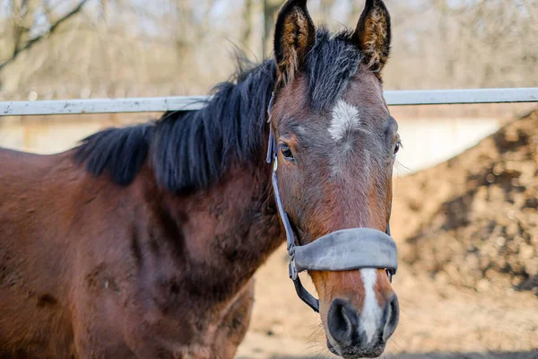 Een Sporthengst Staat Een Kraal Bij Stal — Stockfoto