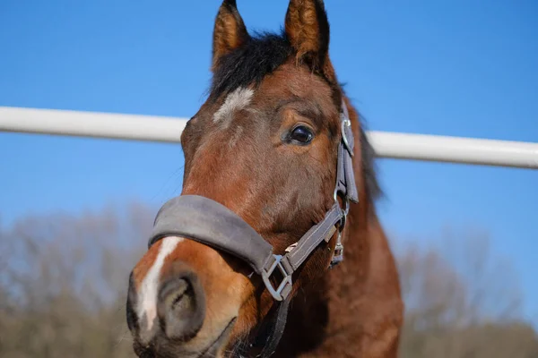 Een Sporthengst Staat Een Kraal Bij Stal — Stockfoto