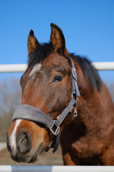 Een Sporthengst Staat Een Kraal Bij Stal — Stockfoto