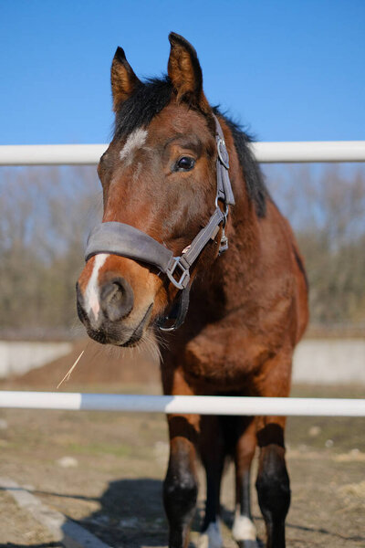 A sports stallion stands in a corral near the stable.