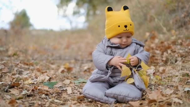 Toddler stă în frunze galbene în parc în toamnă. Toamna merge cu copilul. Cunoașterea copilului cu frunze galbene de toamnă . — Videoclip de stoc