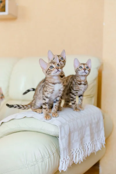 Bengal Kedileri Evdeki Kanepede Oturuyor — Stok fotoğraf