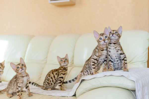 Γατάκια Της Βεγγάλης Που Κάθονται Στον Καναπέ Του Σπιτιού — Φωτογραφία Αρχείου