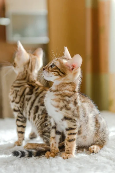 Gatinhos Bengala Sentados Sofá Casa — Fotografia de Stock