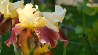 Küçükler sonbaharda parkta sarı yaprakların içinde otururlar. Bebekle sonbahar yürüyüşü. Sarı sonbahar yaprakları olan bir çocuk..