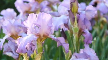 Violet irisleri yazın başlarında çiçek açtı. Gün batımında beyaz süsen çiçeklerine su damlaları düşer..