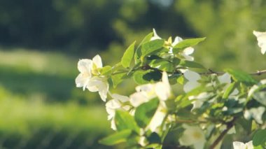 Gün batımında yasemin dalı açıyor. Güzel kar beyazı yasemin çiçekleri su damlalarında.