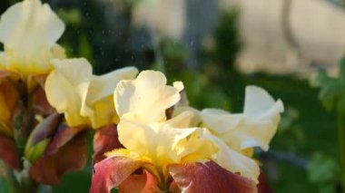 Sarı irisler yazın başlarında çiçek açtı. Gün batımında beyaz süsen çiçeklerine su damlaları düşer..