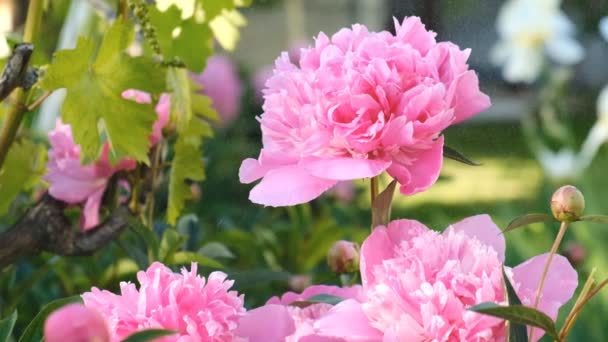 Peonie Rosa Fiorirono Primavera Gocce Acqua Volano Fiori Peonia Tramonto — Video Stock