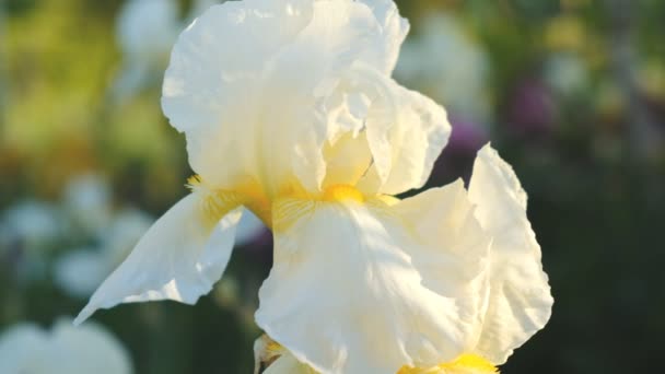 Beyaz Irisler Yazın Başlarında Çiçek Açtı Gün Batımında Beyaz Süsen — Stok video