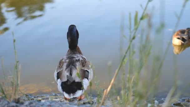 Eine Ente Schwimmt Sommer Langsam Stadtweiher — Stockvideo