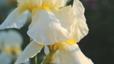 Beyaz irisler yazın başlarında çiçek açtı. Gün batımında beyaz süsen çiçeklerine su damlaları düşer..