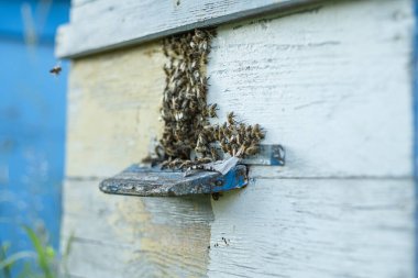 Arılar yazın uçar ve kovanlara geri döner. Bahçedeki kovanın yakınında arılar uçuşuyor..