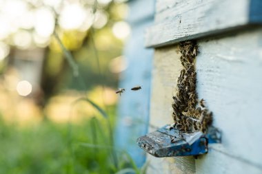Arılar yazın uçar ve kovanlara geri döner. Bahçedeki kovanın yakınında arılar uçuşuyor..