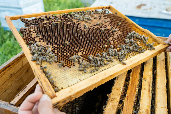 The beekeeper opens the hive, the bees checks, checks honey. Beekeeper exploring honeycomb.