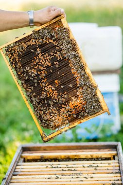 Arı yetiştiricisi kovanı açar, arılar kontrol eder, bal kontrol eder. Arıcı bal peteğini keşfediyor.