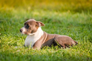 Yavru köpek staffordshire Teriyeri sonbahar sabahı parkta yürür.