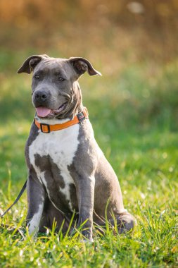 Yavru köpek staffordshire Teriyeri sonbahar sabahı parkta yürür.