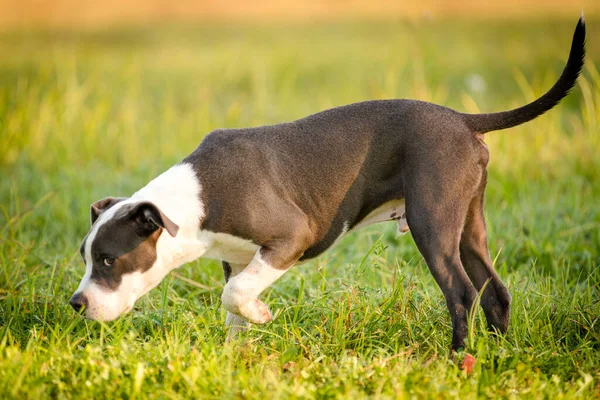 Puppy Staffordshire Terrier Caminha Parque Manhã Outono — Fotografia de Stock
