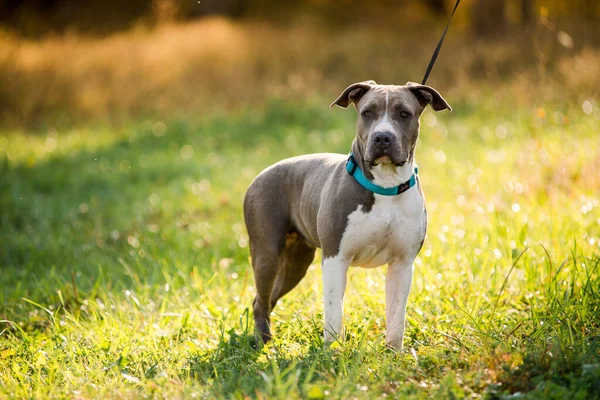 Cachorro Staffordshire Terrier Paseos Parque Mañana Otoño — Foto de Stock