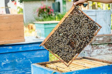 Arı yetiştiricisi kovanı açar, arılar kontrol eder, bal kontrol eder. Arıcı bal peteğini keşfediyor.