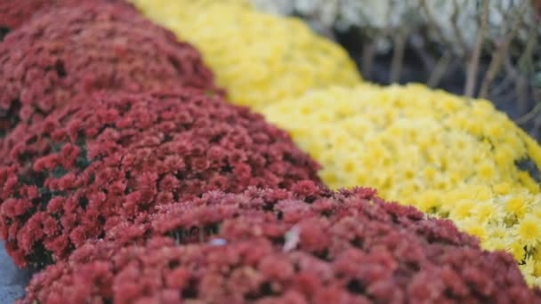 Flores Crisantemo Otoño Florecieron Parque Otoño — Vídeos de Stock