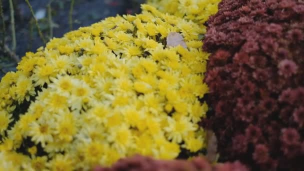 Flores Crisantemo Otoño Florecieron Parque Otoño — Vídeos de Stock