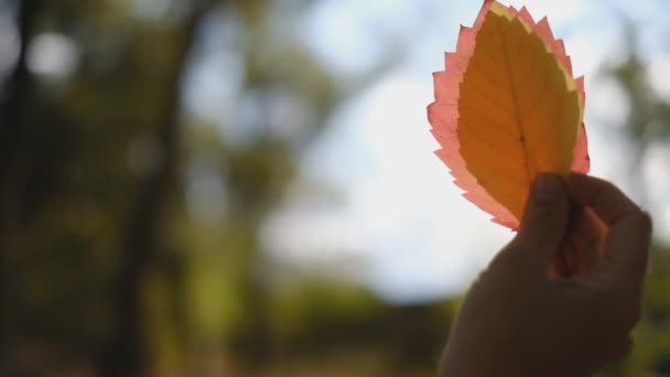 Промені Сонця Світяться Крізь Осіннє Листя Руці Жінки Осінні Прогулянки — стокове відео